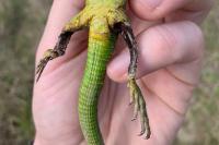 Lacerta bilineata