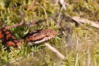 Vipera aspis