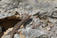 Podarcis muralis