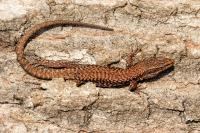 Podarcis muralis