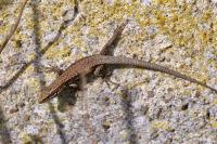 Podarcis muralis