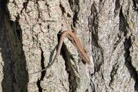 Podarcis muralis