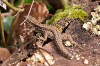 Podarcis muralis