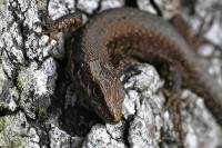 Podarcis muralis