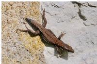 Podarcis muralis