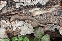 Podarcis muralis