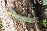 Lacerta bilineata