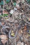 Anguis fragilis
