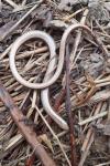 Anguis fragilis
