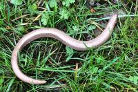 Anguis fragilis