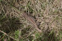 Podarcis muralis