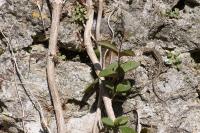 Podarcis muralis