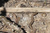 Anguis fragilis