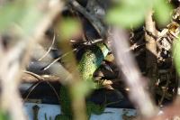 Lacerta bilineata