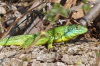 Lacerta bilineata