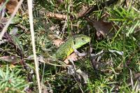 Lacerta bilineata