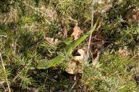 Lacerta bilineata