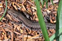 Podarcis muralis
