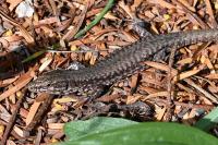 Lézard des murailles 