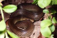 Zamenis longissimus