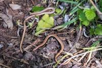 Anguis fragilis