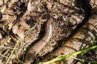 Anguis fragilis