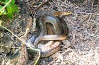 Zamenis longissimus