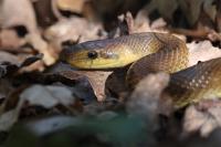 Zamenis longissimus