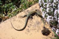 Podarcis muralis