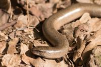 Anguis fragilis