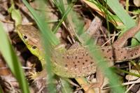 Lacerta bilineata