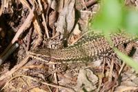 Podarcis muralis