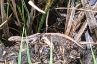 Podarcis muralis