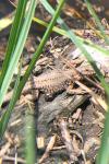 Podarcis muralis