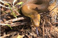 Zamenis longissimus