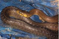 Zamenis longissimus