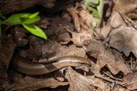 Anguis fragilis