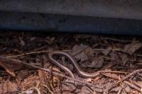 Anguis fragilis