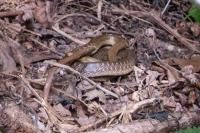 Zamenis longissimus