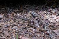 Zamenis longissimus