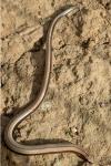 Anguis fragilis