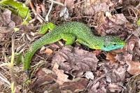 Lacerta bilineata