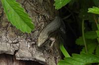 Podarcis muralis