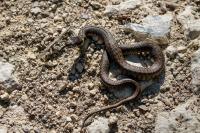 Natrix helvetica