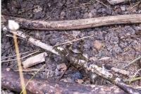 Zamenis longissimus