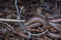 Anguis fragilis