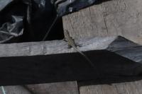 Podarcis muralis