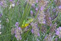 Lacerta bilineata