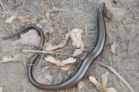 Anguis fragilis