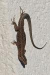 Podarcis muralis